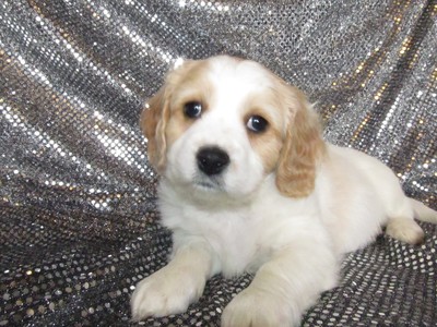 Male Cavachon Puppy for sale #40|ready Christmas 2012|Shipping to all major airport only $150|Philadelphia Pennsylvania, Boston Massachusetts, and Providence Rhode Island only $150